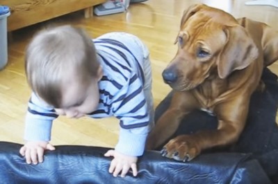 Chłopczyk bardzo chciał przespać się na posłaniu swojego psa! Reakcja zwierzęcia jest cudowna! 