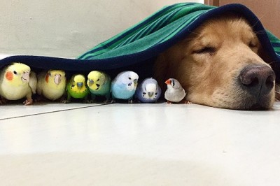 Czarujący Golden Retriever pokaże Ci co to cierpliwość. Przy okazji zakochasz się w nim w 10 sekund!