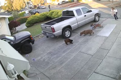 Dlatego pies zawsze powinien być w kagańcu! Dwa pitbulle wyrywają się właścicielce i  atakują kota!