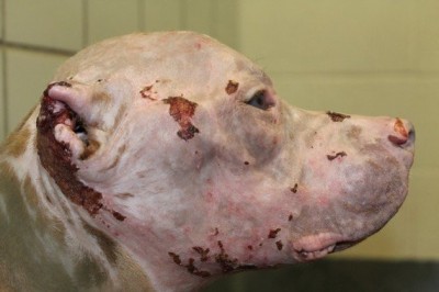 Do schroniska trafia pies oblany kwasem! Poznaj jego wzruszającą historię!