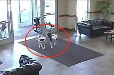 Do szpitala wchodzą dwa pitbulle przez automatyczne drzwi! Ich zachowanie zaskoczyło personel! 