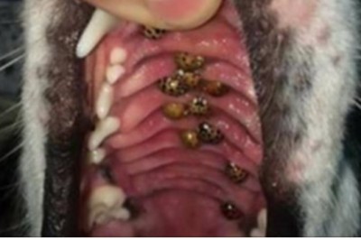 Do weterynarza trafia pies z objawami wścieklizny! Gdy lekarz zagląda mu w pysk jest zaszokowany! 