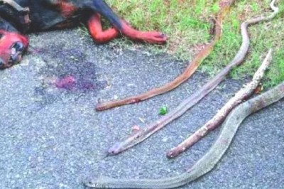 Doberman poświęcił życie walcząc z czterema kobrami w obronie swojej ludzkiej rodziny! 