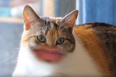 Dodali tym kociakom ludzkie usta! Nie wiem czy to mnie śmieszy czy przeraża!