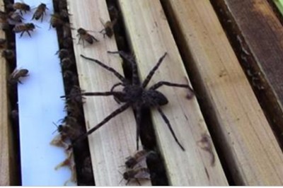 Duży pająk próbował dobrać się do wnętrza ula! Reakcja pszczół w obronie jest niesamowita!