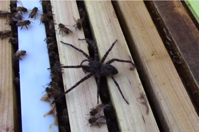 Duży pająk próbował dobrać się do wnętrza ula! Reakcja pszczół w obronie swojego domu jest niesamowita!