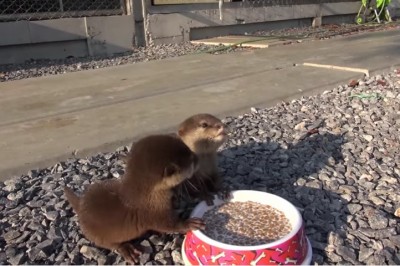 Dwie malutkie wydry straciły dom i były zagłodzone! Ich reakcja na widok jedzenia jest przesłodka! 