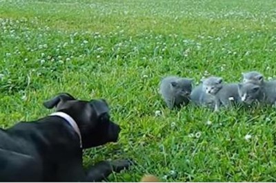 Dzielna malutka chihuahua broni przestraszone kociaki przed 