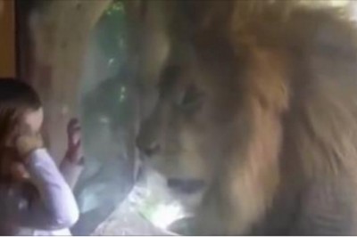 Dziewczynka chce dać buziaka ogromnemu lwu! Reakcją zwierzęcia dala nauczkę całej rodzinie!