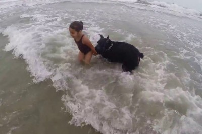 Dziewczynka chciała wejść do wody ale fale były coraz większe! Zobacz niezwykłą reakcję psa! 