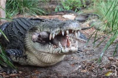 Dźwięk kruszonych kości Który przyprawia o dreszcze! Olbrzymi krokodyl pożera głowę świni! 