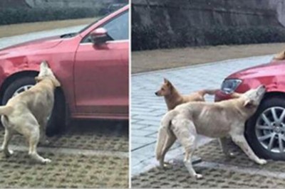 Facet  kopał bezdomnego psa bez powodu! Zobacz idealną zemstę psów która drogo go kosztowała!