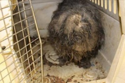 Gdy ją znaleźli to w sierści miała gniazda karaluchów! Zobacz jak zmieniła się dzięki miłości! 