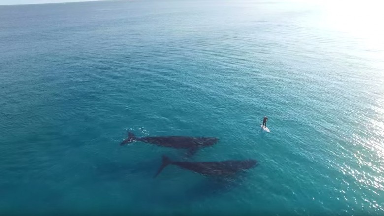 Gdy wypływał na ocean swoja deską na pewno nie spodziewał się tego spotkania! Szcześciarz! 