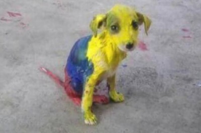 Idąc ulicą zobaczyła psa z bardzo dziwnym kolorem futra! Gdy przyjrzała się bliżej byłą w szoku!