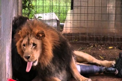 Jamniki nie pomogły! Krwiożercza bestia atakuje człowieka i momentalnie go powala :D