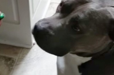 Jego pies kocha słodycze ale dostał kwaśnego cukierka! Zobacz niezwykłą reakcję psa na ten smak! 