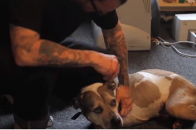 Jego pies umierał na raka! Postanowił pożegnać wiernego przyjaciela w niesamowity sposób!