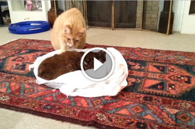 Jego ukochany kociak zmarł na raka! Zobacz wzruszające pożegnanie przez kociego przyjaciela!