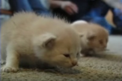 Jej suczka urodziła dwa szczeniaki! Gdy zaadoptowała jeszcze dwa kociaki, wszyscy byli zaskoczeni!