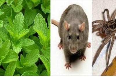 Jeśli masz tą roślinę w swoim domu to nie zobaczysz więcej myszy pająków ani innych insektów!
