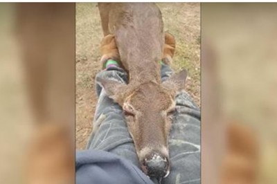 Kobieta potrąciła autem niewidomą sarnę. Zamiast zostawić zwierze na drodze robi coś niezwykłego!