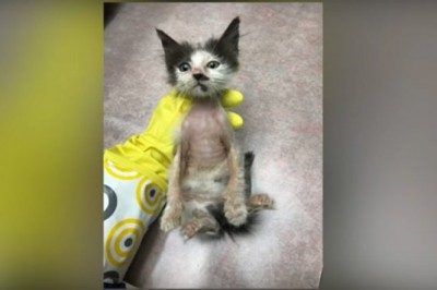 Kociak który trafił do schroniska w opłakanym stanie, zaskoczył wszystkich swoją przemianą! Zobacz! 