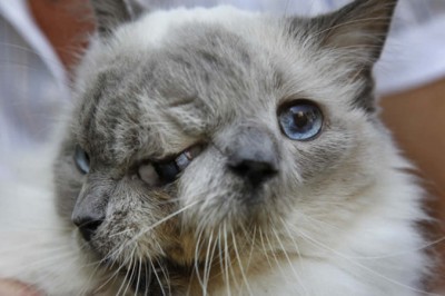 Kot o dwóch twarzach był skazywany od razu na śmierć! Nie uwierzysz jaki rekord pobił! 