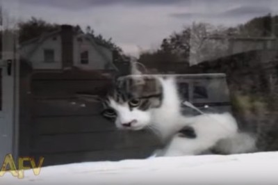 Listonoszowi nie wierzyli w pracy co robi ten kot! Musiał więc nagrać film!  