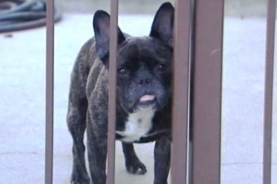 Malutki buldog francuski przepędza dwa niedźwiedzie z podwórka! Prawdziwy SuperPies! 