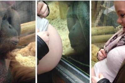 Mama pokazuje brzuszek orangutanowi w ZOO! Emocjonalna reakcja zwierzęcia jest bardzo ludzka! 
