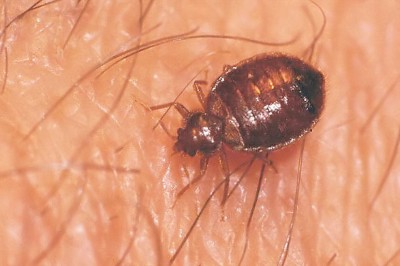 Masz je w swoim domu! Najbardziej obrzydliwe insekty zamieszkujące każde mieszkanie! 