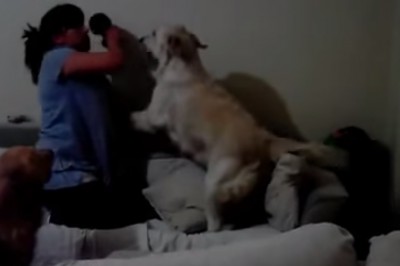 Matka chciała pobić swoje dziecko! Gdy już chciała uderzyć dwa psy zrobiły właśnie to!