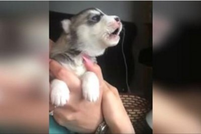 Mały husky otworzył pyszczek żeby zaszczekać pierwszy raz! To co wszyscy usłyszeli... Niewiarygodne! 