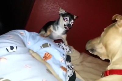 Mały piesek warczał na większego kolegę! Szybka lekcja pokory jaką dostał rozbawi Cię do łez! 