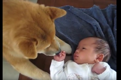 Miłość od pierwszego wejrzenia! Zobacz reakcję psa Shiba na pierwsze spotkanie z niemowlakiem