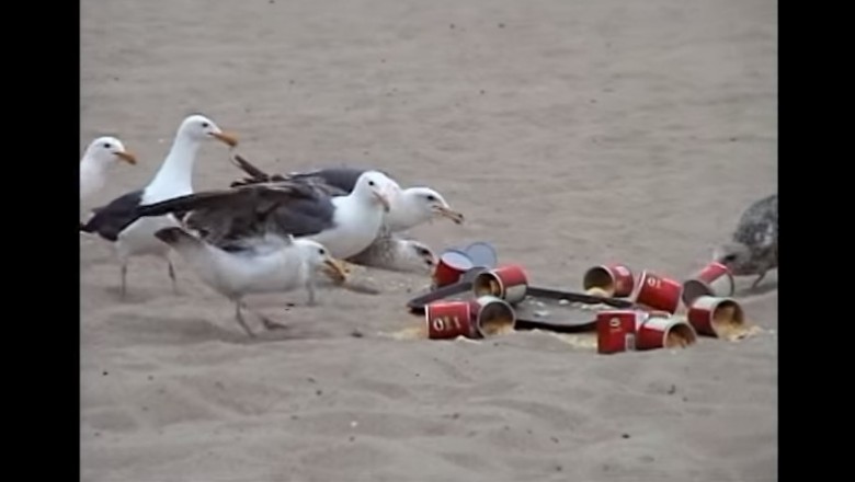 Mocno przegięta akcja! Nafaszerowali mewy środkiem przeczyszczającym na plaży pełnej turystów!