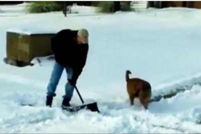 Musiał szybko odśnieżyć podwórko! Zobacz na psa który bardzo chciał mu pomóc! 