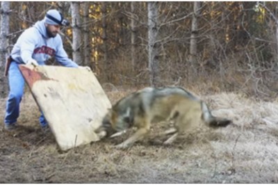 Myśliwy dostrzegł dzikiego wilka w środku lasu! Dopiero gdy podszedł bliżej zrozumiał bolesną prawdę!