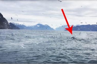 Mężczyzna filmuje stado mew! Nagle zaczyna krzyczeć podekscytowany gdy widzi co wynurz się z oceanu!