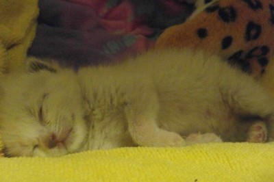 Mężczyzna uratował odrzuconego kociaka! Trzy tygodnie później...Niesamowite! 