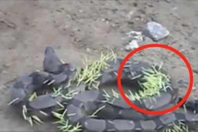 Nagrał wijącego się z bólu węża z wbitymi w ciało setkami igieł! Po chwili zrozumiał, że wybrał złą ofiarę!