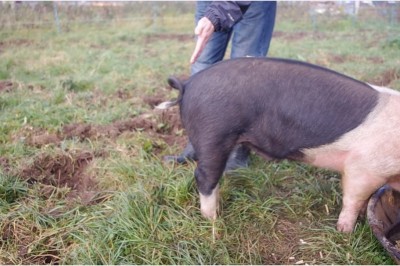Najdziwniejszy zabieg na żywym zwierzęciu! Zobacz jak wyprostować świni ogon! 