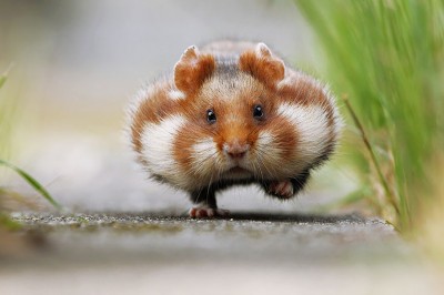 Najsłodsze zdjęcia małych chomików od których nie dasz rady oderwać oczu! 