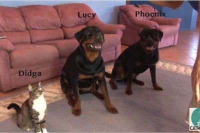 Nauczył swoje psy prostej sztuczki! Jednak to co zrobił ten kot wprawia w osłupienie! 