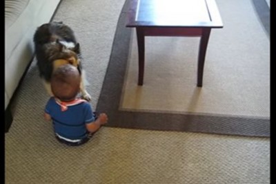 Nie chcieli jej uwierzyć co pies wyprawia z dzieckiem! Chwyciła więc kamerę i nagrała niezwykły film!