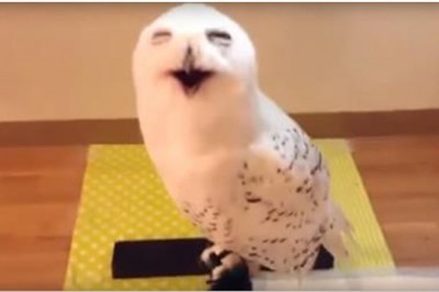 Nie miałam pojęcia, że sowy potrafią się śmiać! Słuchając tego ptaka sama zaczęłam się uśmiechać! 