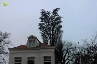 Nie odrywaj wzroku od tego drzewa! Za chwilę stanie się coś, co sprawi, że zaniemówisz! 