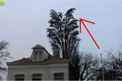 Nie spuszczaj wzroku od tego drzewa! Za chwilę stanie się coś, co sprawi, że zaniemówisz!