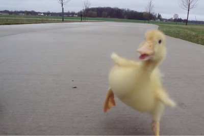 Nie wierzyli mu jak opowiadał więc musiał to nagrać! Zachowanie tej małej kaczuszki zaskoczyło wszystkich! 
